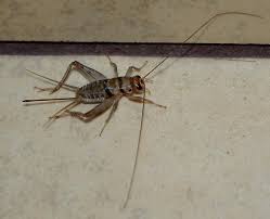 Image result for Hubbardochloa gracilis