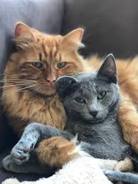 The siberian is a domestic cat breed from russia. Our Lovely Siberian And Russian Blue Cuddling Cats