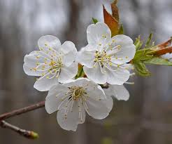 A fruit tree is a tree which bears fruit that is consumed or used by humans and some animals — all trees that are flowering plants produce fruit, which are the ripened ovaries of flowers containing one or more seeds. Plum Blossoms Plum Tree Blossom Bloom Flower Tree Plum Nature Fruit Edible Springtime Pikist