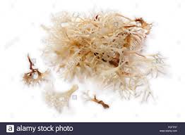 This is how sea moss supplies us with energy. Soaked Irish Moss On White Background Stock Photo Alamy