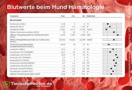 Wird beim arzt ein großes blutbild erstellt, wissen wir als laien oft nicht, was die ganzen abgenommenen werte aussagen. Blutwerte Beim Hund Referenzwerte Tierischehelden