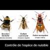 Si le nid de guêpes se trouve dans un espace public comme une école, un parc ou encore une piscine, des collectivités locales peuvent survenir pour aider à son annihilation. 1