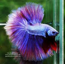 The Most Expensive Betta Fish Nice Betta Thailand Co Ltd In 2020 Betta Fish Breeding Betta Fish Betta