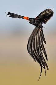 Tropical Birds With Long Tail Feathers Waasabi Long Tailed Widowbird During Flight Display By Eric Landsberg Wildlife Photography Exotische Vogels Vogels Huisdieren
