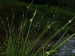 Image result for Pycreus macrostachyus