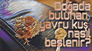 Dogada Bulunan Yavru Kus Nasil Beslenir Mini Mini Bir Kus Misafirimiz Olmustu Youtube