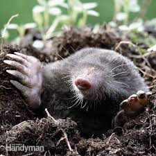 Mole removal should only be handled by a qualified local wildlife removal professional. How To Trap Moles Garden Pest Control Garden Pests Pest Control