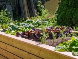 So kann über wochen hinweg von einer einzelnen salatpflanze immer wieder geerntet werden. Hochbeet Mit Salat Die Salatsorten Und Ihre Pflege