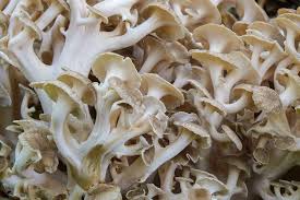 Image result for Polyporus pendulus