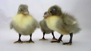 Blue ducks were said to be especially hardy with a superior meat quality. Blue Swedish Ducklings Meyer Hatchery Youtube