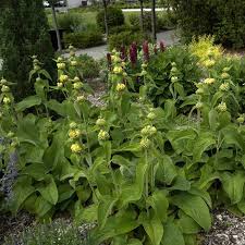 Image result for Phlomis fruticosa