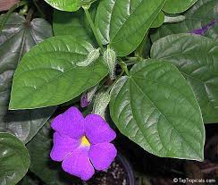 Image result for Thunbergia battiscombei
