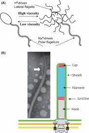 What is the function of flagella. Sodium Driven Motor Of The Polar Flagellum In Marine Bacteria Vibrio Li 2011 Genes To Cells Wiley Online Library