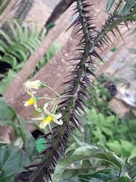 Image result for Solanum cyaneopurpureum