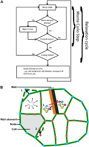 Maybe you would like to learn more about one of these? Cell Based Modeling Of Plant Tissue Growth Polygons Represent Cells Download Scientific Diagram