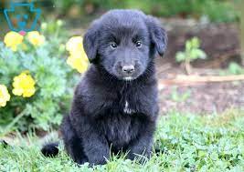 We did not find results for: Nitro Golden Retriever Mix Puppy For Sale Keystone Puppies