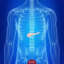 Image result for pancreas location