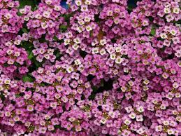 Sweet Alyssum Delicate And Sweetly Scented Alyssum Flowers Alyssum Flower Garden Plans