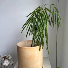 Image result for Albizia isenbergiana