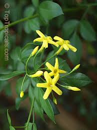 Image result for Jasminum fluminense