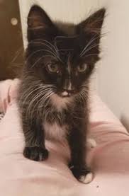 Pin On Humane Society