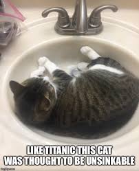 Cats Titanic Memes Gifs Imgflip