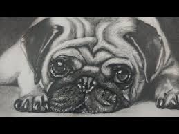 They don't have to be perfect. Drawing A Pug Puppy Dog Realistic Art Love Pug Puppies Dog Face Drawing Realistic Animal Drawings Dog Drawing