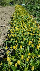 Image result for Spilanthes