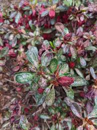This compact form of the autumn fern is noted for its dense habit and intense coppery new growth. Encore Azalea Autumn Fire Planted Last Summer But Continues To Have Insect Fungus Problems Any Tips On Fighting This Plantclinic