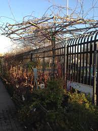 Wisteria Umbrella Trellis Yummy Outdoor Decor Outdoor Wisteria