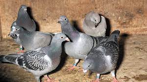 You can also search for a breeding racing pigeon by price. Essential Vitamins For Pigeon Health And Performance Versele Laga