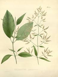 Image result for Stomatanthes sp.no.1