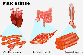 Explore skeletal muscle function along with several skeletal muscle examples. 13 Muscle Facts For Kids Types Diagram And Parts