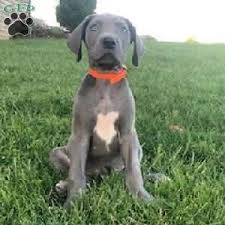 Great danes are amazingly gentle and respectful dogs as puppies and throughout adulthood. Great Dane Puppies For Sale Greenfield Puppies