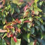 Image result for Ochna atropurpurea