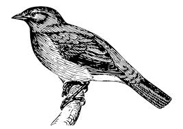 Print our free thanksgiving coloring pages to keep kids of all ages entertained this november. Coloring Page Bird Free Printable Coloring Pages Img 20685