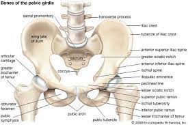 We did not find results for: Pelvic Bone Anatomy Anatomy Of Pelvic Girdle In This Image We Can See Different Parts Of Pelvic Bone Anato Pelvic Girdle Pelvic Bone Muscular System Anatomy