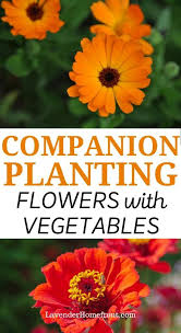 We took 5 flowers you can eat and collected the best recipes you can make with edible flowers! 9 Flowers You Should Plant With Your Vegetables Companion Planting Plants Planting Vegetables