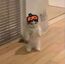 Cool pfp cats page 1 line 17qq com. Pumpkin Hat Cat Pfp Cute Cat Memes Tiny Cats Cat Icon