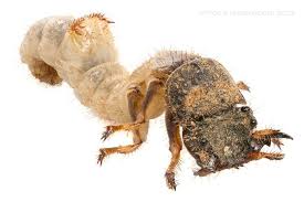 Md termite & pest control come to you when you need us, most service calls within 24 hours! 840 Bugs Insects Ideas Bugs And Insects Insects Beautiful Bugs
