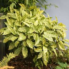 If you choose to grow potted japanese laurel plants indoors, be sure to place the plant in a cool, dimly lit environment. Acuba 3m X 3m Shade Plants Uk Tropical Garden Plants Laurel Plant