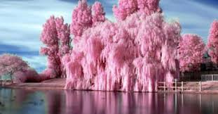 Long, sweeping boughs gently cascade downward from a central crown. 13 Weeping Cherry Willow Ideas Weeping Cherry Tree Cherry Tree Tree