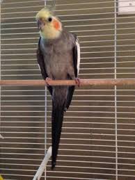 Rehomed Cockatiel Parrot Bird Ottawa Ontario On Canada F25332 Cockatiel Parrot Parrot Bird