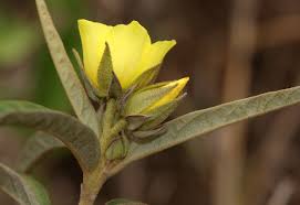 Image result for Melhania prostrata