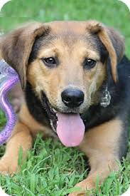 We did not find results for: Portland Me Australian Shepherd Meet Jackson A Pet For Adoption
