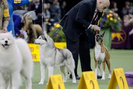 Check out the home depot's booth at this year's dog show to see lifeproof with petproof technology carpet and new artificial turf. Siba Crowned Top Dog In Finale Of New York Show