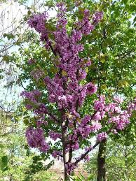 Floraison De L Arbre De Judee Paris Cote Jardin Arbre De Judee Arbre Kiwi Arbre