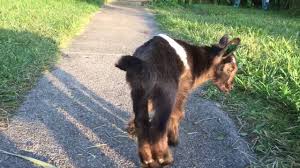 Joint Ill Moving Youtube