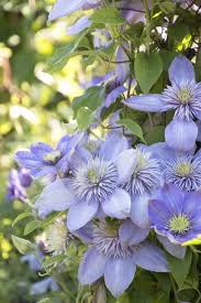 Anthers are purple on white filaments and pistils are yellow. Blue Light Clematis