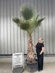 Image result for Washingtonia